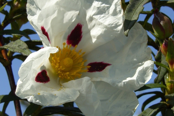 Flor de jara blanca pringosa