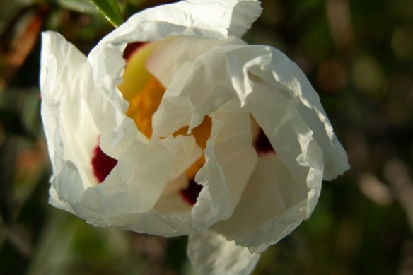Flor de jara blanca pringosa